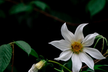 Dahlia campanulata or bell, beauty flower white black background