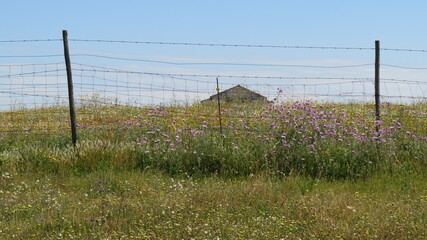 Campos floridos na primavera, uma linda e típica paisagem no Alentejo Português.