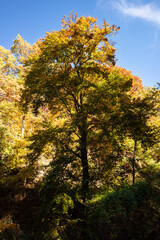 Tree in golden fall colors with clear blue sky.