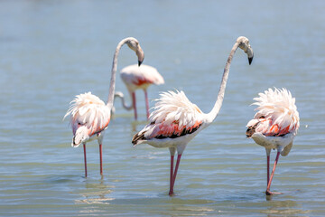 Pink flamingos on a salt lake close-up, copy space
