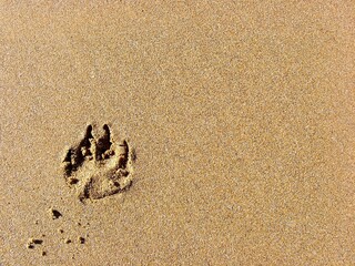 Animal footprint on the beach
