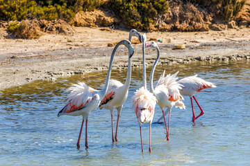 Pink flamingos on a salt lake close-up, copy space
