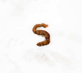 Dog excrement in the snow. Close-up of a excrement on a white background.