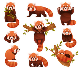 Adorable Red Panda as Small Fluffy Mammal with Dense Reddish-brown Fur and Ringed Tail in Different Pose Vector Set © Happypictures