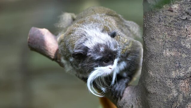 Close-up view of an Emperor tamarin on a tree branch