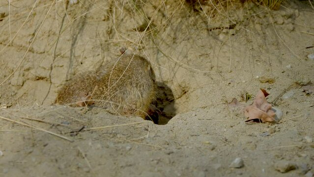 Close-up view of a Spermophilus in the prairie