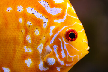 different fishes in aquarium for design purpose