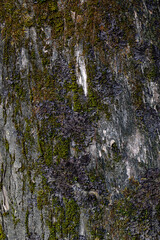 Calm texture of the brown bark of a tree with green moss on it
