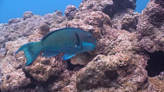Parrotfish feeds on corals on tropical reef in Pacific Ocean