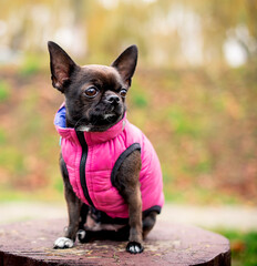 A chihuahua dog in a pink vest sits on a background of blurred trees. A beautiful dog looks away. The photo is blurred