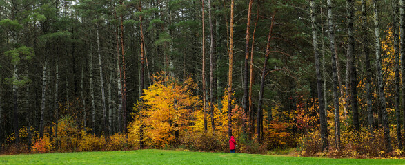Woman in red coat in a large pine forest and Maple trees in autumn colour