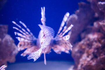 Red lionfish in aquarium for design purpose