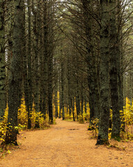 trail through pine tree forest in autumn Kearney campground Algonquin Park