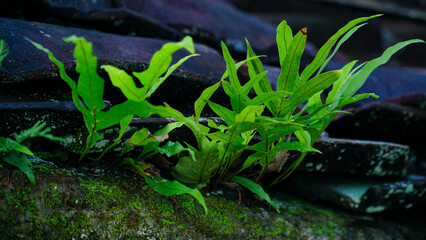 Ferns plants that grow on the walls of buildings