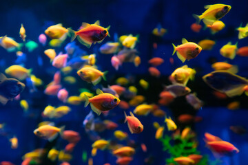 Obraz na płótnie Canvas A lot of colorful fishes in aquarium for design purpose