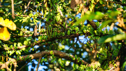 Epiphyte parasitic plants attached to tree trunks