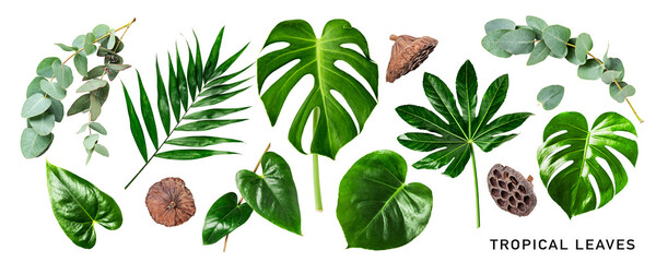 Different tropical leaves set. PNG with transparent background. Flat lay. Without shadow. - obrazy, fototapety, plakaty