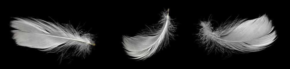 white feather of a goose on a black background