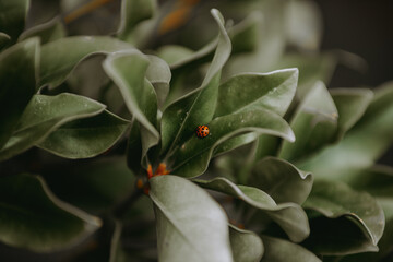 ladybug biedronka  © Mike