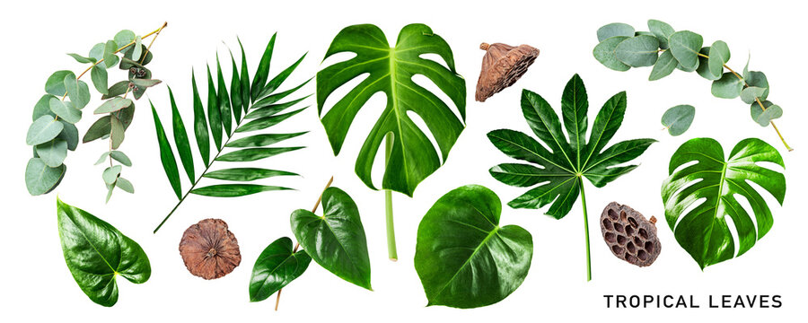 Different tropical leaves set. PNG with transparent background. Flat lay. Without shadow.