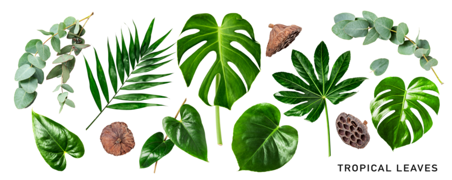Different tropical leaves set. PNG with transparent background. Flat lay. Without shadow.