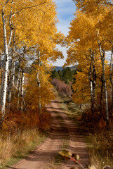 Fall Colors, Flaming Gorge Area, UT 