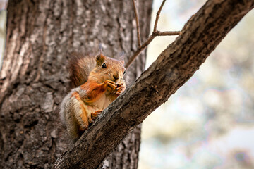 Naklejka na ściany i meble A red squirrel is sitting on a tree, on a tree. Skiurus. Rodent.