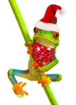 Red eyed tree christmas frog on isolated background