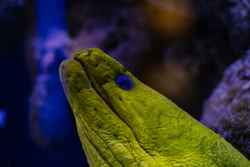 Muraena fish in aquarium for design purpose
