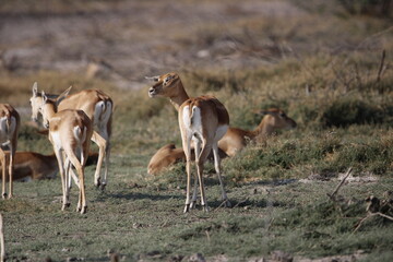 Endangered species Blackbuck in Bishnoi village forest reserve area. Beautiful male and female blackbuck captured with all movement in natural habitat. Rare animal portrait. Beautiful wall mounting.
