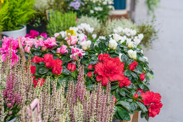 Fresh and colourful roses in full bloom