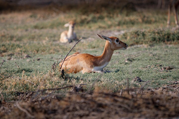 Endangered species Blackbuck in Bishnoi village forest reserve area. Beautiful male and female blackbuck captured with all movement in natural habitat. Rare animal portrait. Beautiful wall mounting.