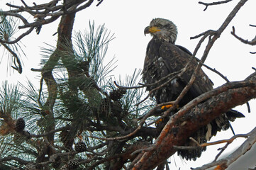 eagle in a tree