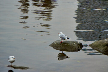 A seagull sits on a stone along the river.
