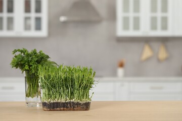 Beautiful potted microgreen and glass with herbs on table in kitchen, space for text