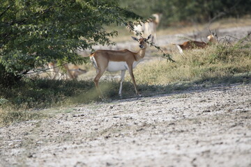 Endangered species Blackbuck in Bishnoi village forest reserve area. Beautiful male and female blackbuck captured with all movement in natural habitat. Rare animal portrait. Beautiful wall mounting.