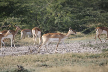 Endangered species Blackbuck in Bishnoi village forest reserve area. Beautiful male and female blackbuck captured with all movement in natural habitat. Rare animal portrait. Beautiful wall mounting.