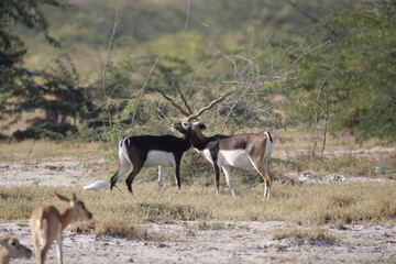 Endangered species Blackbuck in Bishnoi village forest reserve area. Beautiful male and female blackbuck captured with all movement in natural habitat. Rare animal portrait. Beautiful wall mounting.