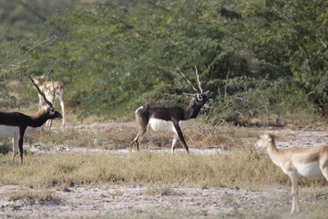 Endangered species Blackbuck in Bishnoi village forest reserve area. Beautiful male and female blackbuck captured with all movement in natural habitat. Rare animal portrait. Beautiful wall mounting.