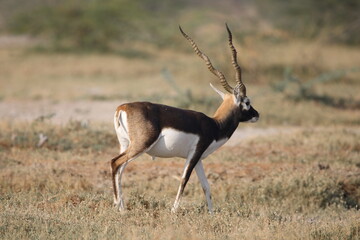 Endangered species Blackbuck in Bishnoi village forest reserve area. Beautiful male and female blackbuck captured with all movement in natural habitat. Rare animal portrait. Beautiful wall mounting.