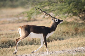 Endangered species Blackbuck in Bishnoi village forest reserve area. Beautiful male and female blackbuck captured with all movement in natural habitat. Rare animal portrait. Beautiful wall mounting.