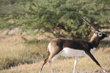 Endangered species Blackbuck in Bishnoi village forest reserve area. Beautiful male and female blackbuck captured with all movement in natural habitat. Rare animal portrait. Beautiful wall mounting.