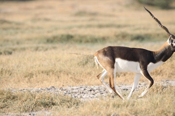 Endangered species Blackbuck in Bishnoi village forest reserve area. Beautiful male and female blackbuck captured with all movement in natural habitat. Rare animal portrait. Beautiful wall mounting.