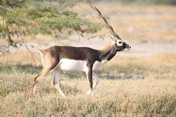 Endangered species Blackbuck in Bishnoi village forest reserve area. Beautiful male and female blackbuck captured with all movement in natural habitat. Rare animal portrait. Beautiful wall mounting.
