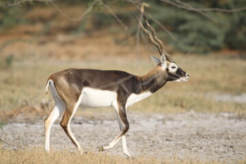 Endangered species Blackbuck in Bishnoi village forest reserve area. Beautiful male and female blackbuck captured with all movement in natural habitat. Rare animal portrait. Beautiful wall mounting.