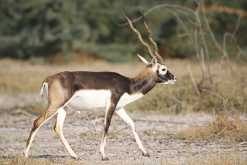 Endangered species Blackbuck in Bishnoi village forest reserve area. Beautiful male and female blackbuck captured with all movement in natural habitat. Rare animal portrait. Beautiful wall mounting.