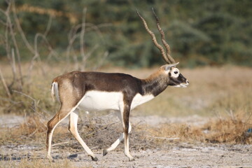 Endangered species Blackbuck in Bishnoi village forest reserve area. Beautiful male and female blackbuck captured with all movement in natural habitat. Rare animal portrait. Beautiful wall mounting.
