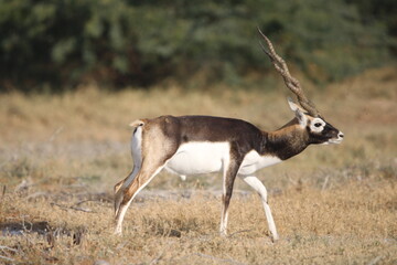 Endangered species Blackbuck in Bishnoi village forest reserve area. Beautiful male and female blackbuck captured with all movement in natural habitat. Rare animal portrait. Beautiful wall mounting.