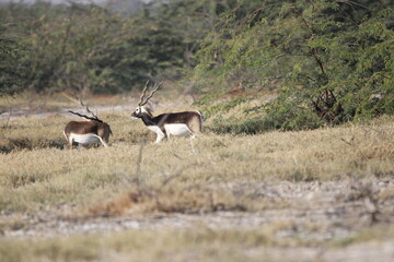 Naklejka premium Endangered species Blackbuck in Bishnoi village forest reserve area. Beautiful male and female blackbuck captured with all movement in natural habitat. Rare animal portrait. Beautiful wall mounting.