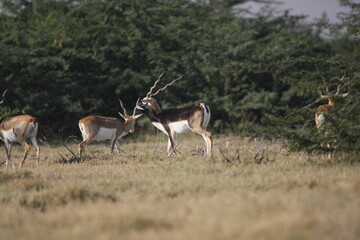 Naklejka na ściany i meble Endangered species Blackbuck in Bishnoi village forest reserve area. Beautiful male and female blackbuck captured with all movement in natural habitat. Rare animal portrait. Beautiful wall mounting.